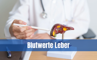 Blutwerte Leber